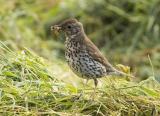 A familiar and popular garden songbird whose numbers are declining seriously, especially on farmland making it a Red List species. Smaller and browner than a mistle thrush with smaller spotting. Its habit of repeating song phrases distinguish it from singing blackbirds. It likes to eat snails which it breaks into by smashing them against a stone with a flick of the head.